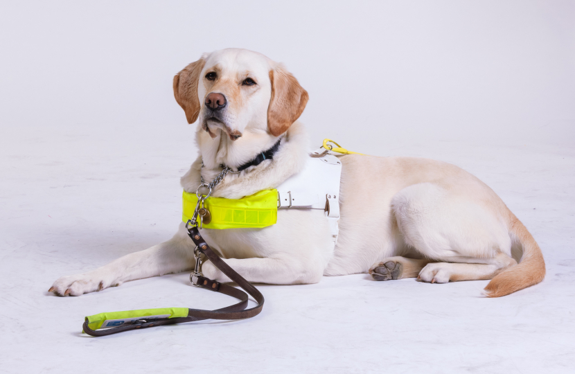 Swindon Guide Dogs - Nutmeg in Harness