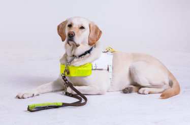 Swindon Guide Dogs - Nutmeg in Harness